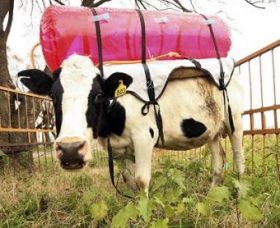 Cow with methane backpack